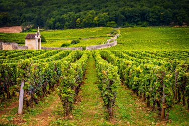 Burgundy wine tour in Chablis from Paris with tasting 12+ drinks